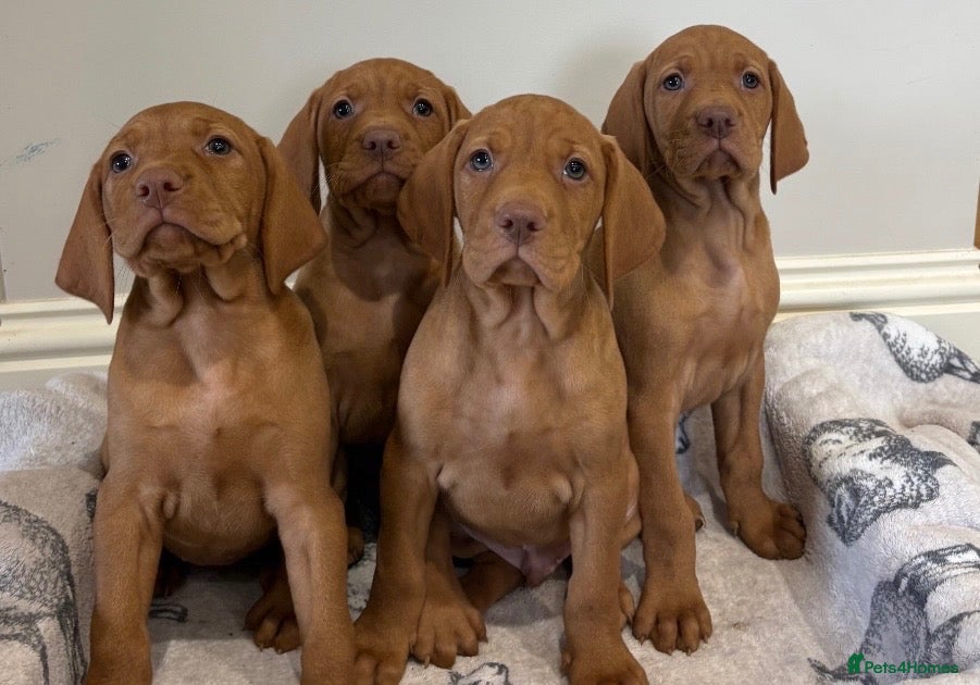 Hungarian Vizsla dogs Hungarian Vizsla pups  - Advert 1