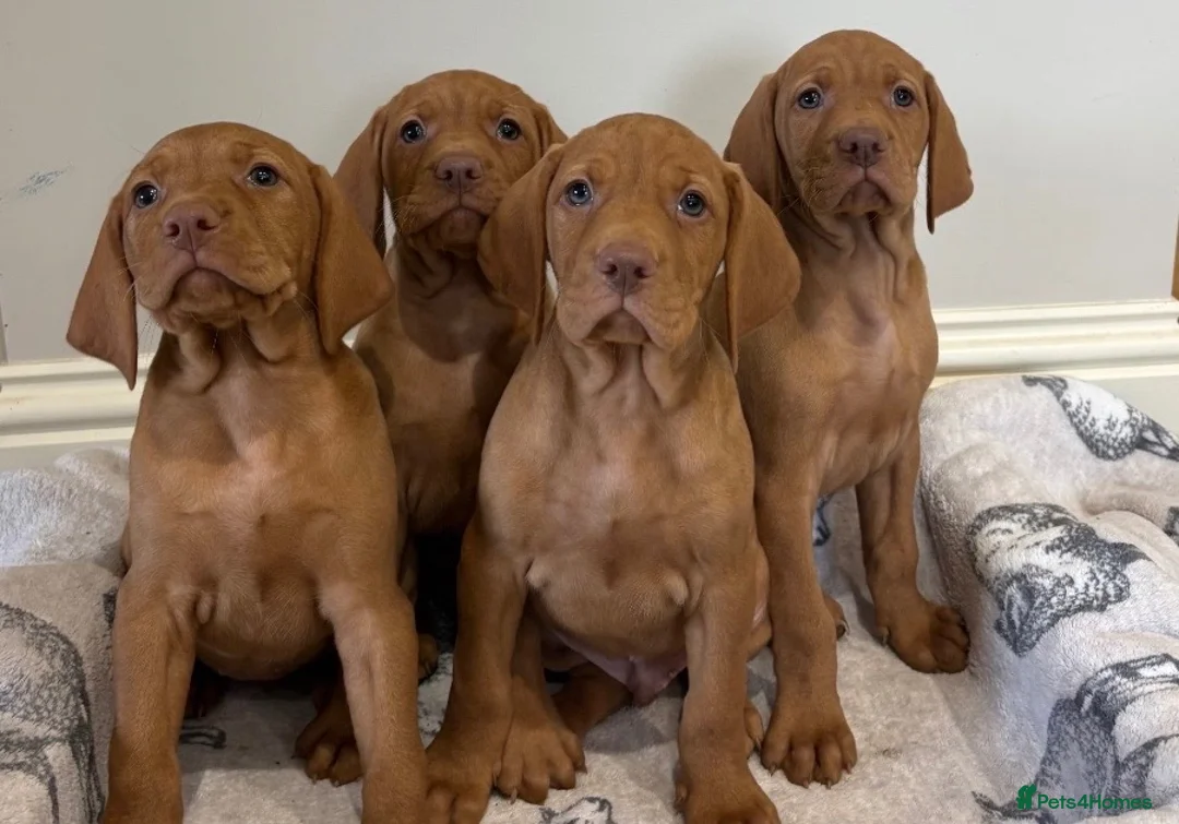 Hungarian Vizsla dogs for sale: Hungarian Vizsla pups  in London - Advert 1