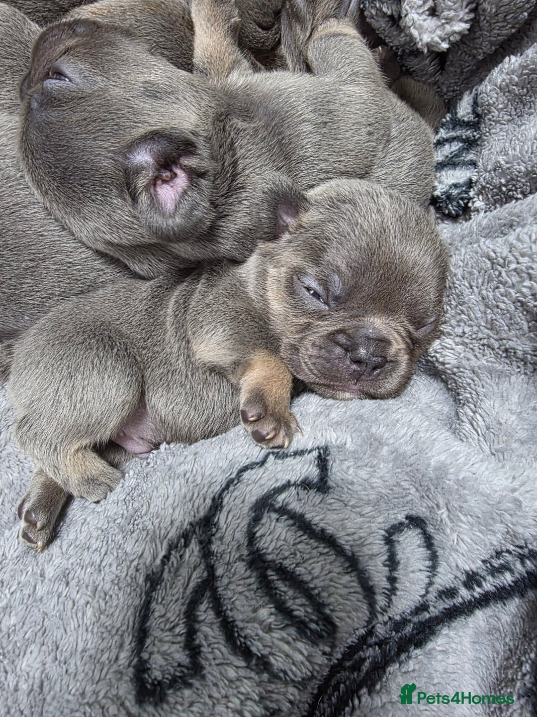 French Bulldog dogs for sale: BEAUTIFUL FRENCH BULLDOG PUPPIES  - Advert 5