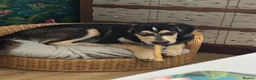 Mixed Breed dogs for sale: Gorgeous Max - Advert 7