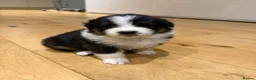 Australian Shepherd dogs for sale: Australian Shepherd Puppies - Advert 20