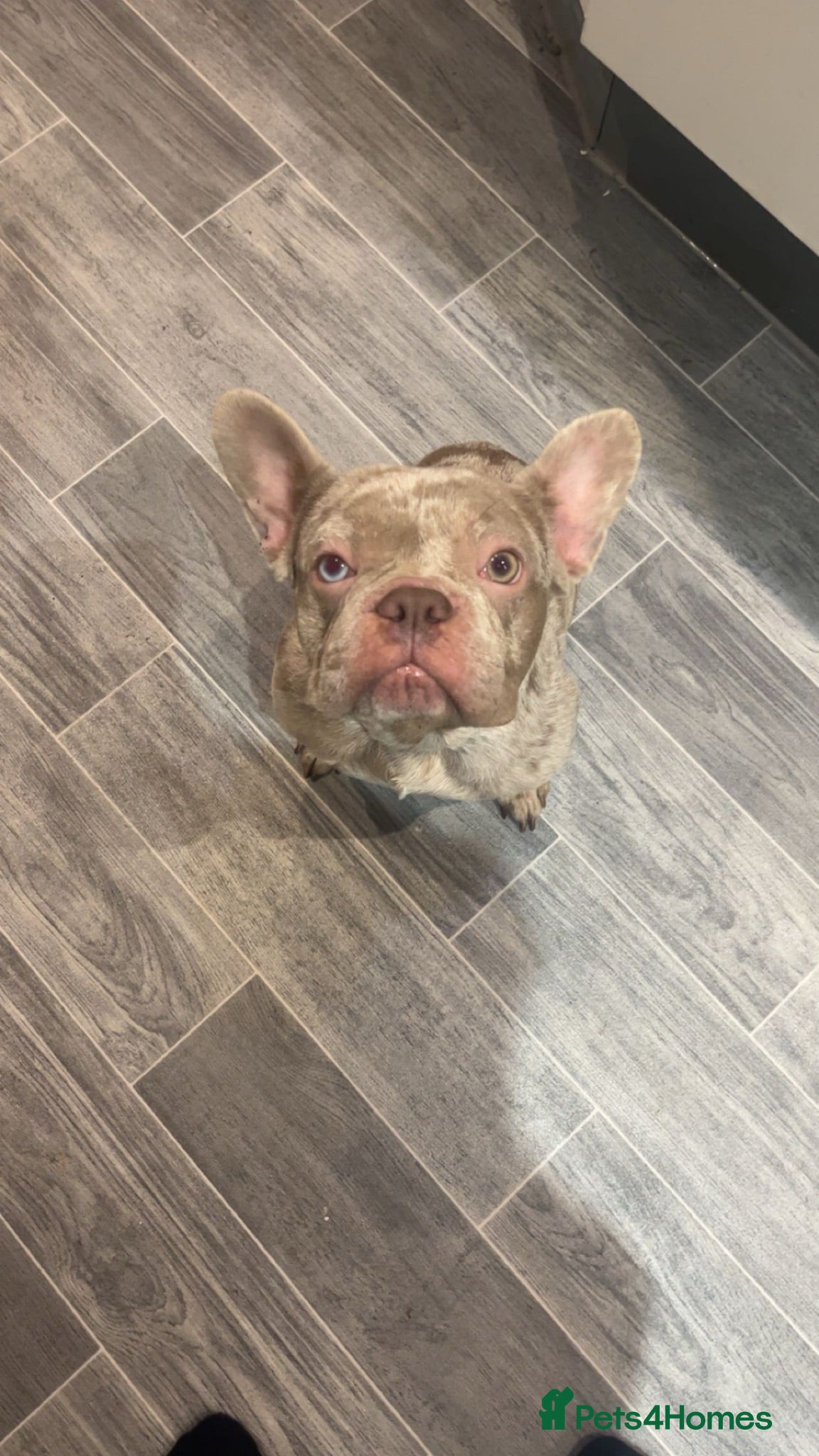 French Bulldog dogs French bulldog  - Advert 2