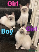 Ragdoll cats - Advert 1