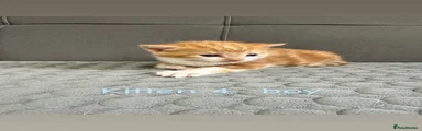 Kitten 4