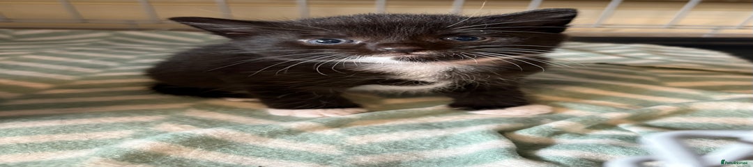 Mixed Breed Kitten 2