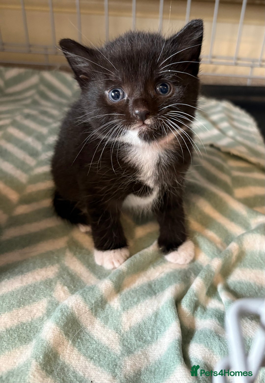 Mixed Breed cats for sale: Beautiful kittens 5* homes only  - Image 4