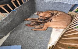 Mixed Breed dogs for sale: 1Boy Left German Shepherd Staffy Dogue de Bordeaux - Image 9