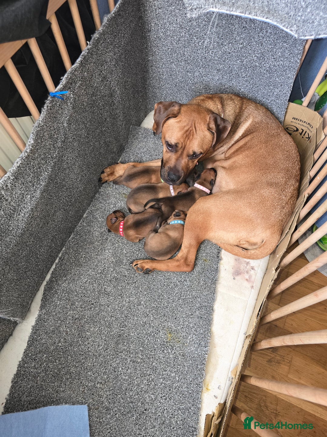 Mixed Breed dogs for sale: 1Boy Left German Shepherd Staffy Dogue de Bordeaux - Image 9