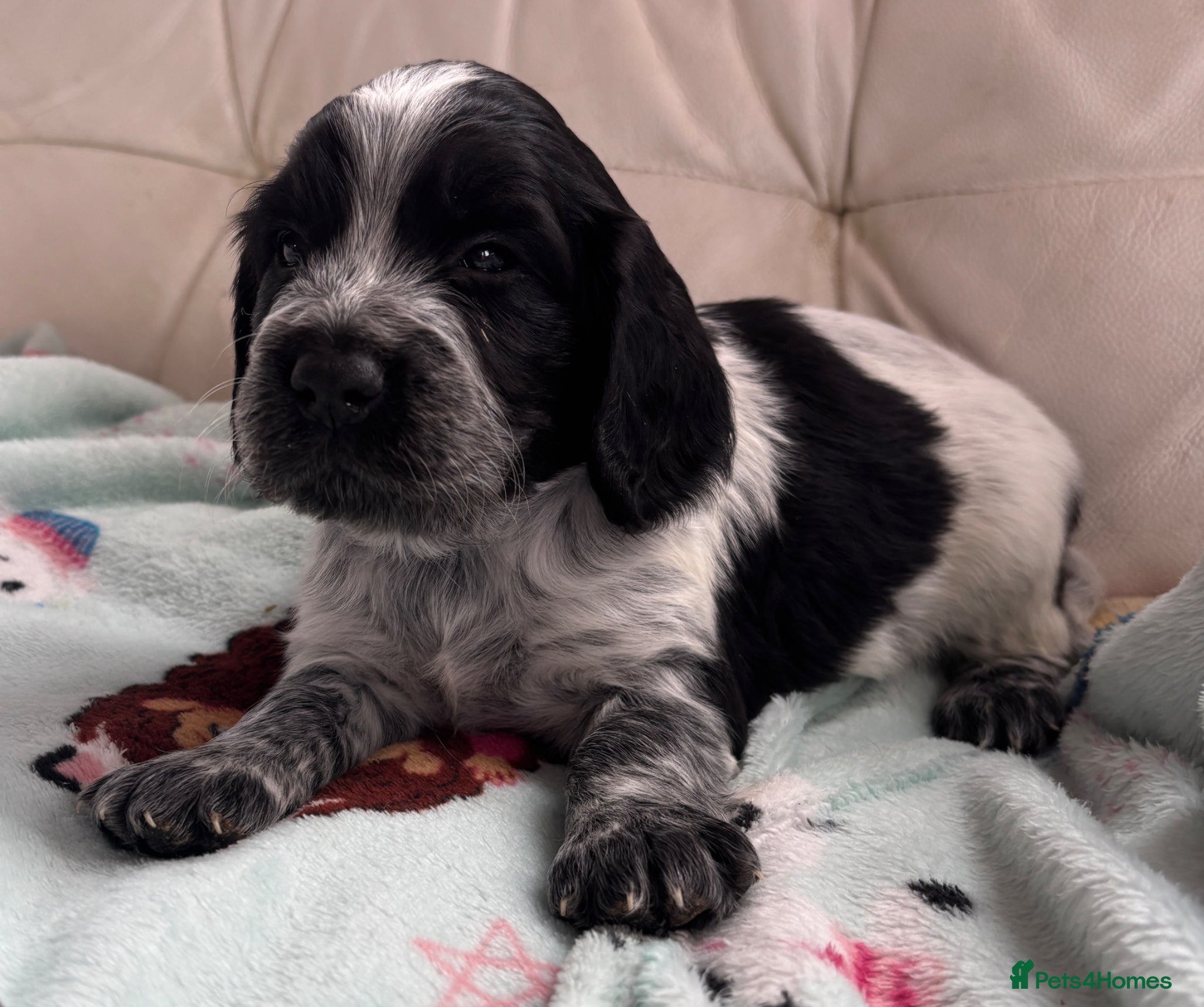 Cocker Spaniel dogs KC Registered Cocker Spaniels - Advert 9