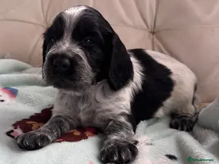 Cocker Spaniel dogs KC Registered Cocker Spaniels - Advert 9