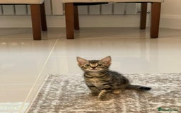 Mixed Breed cats for sale: Kittens available (3 girls & 1 boy) - Image 11