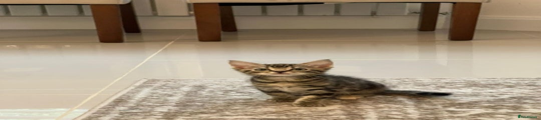 Mixed Breed Kitten 3
