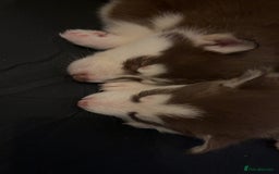 Siberian Husky dogs for sale: Beautiful husky pups 🔥 only 3 male pups left 🔥 - Advert 5