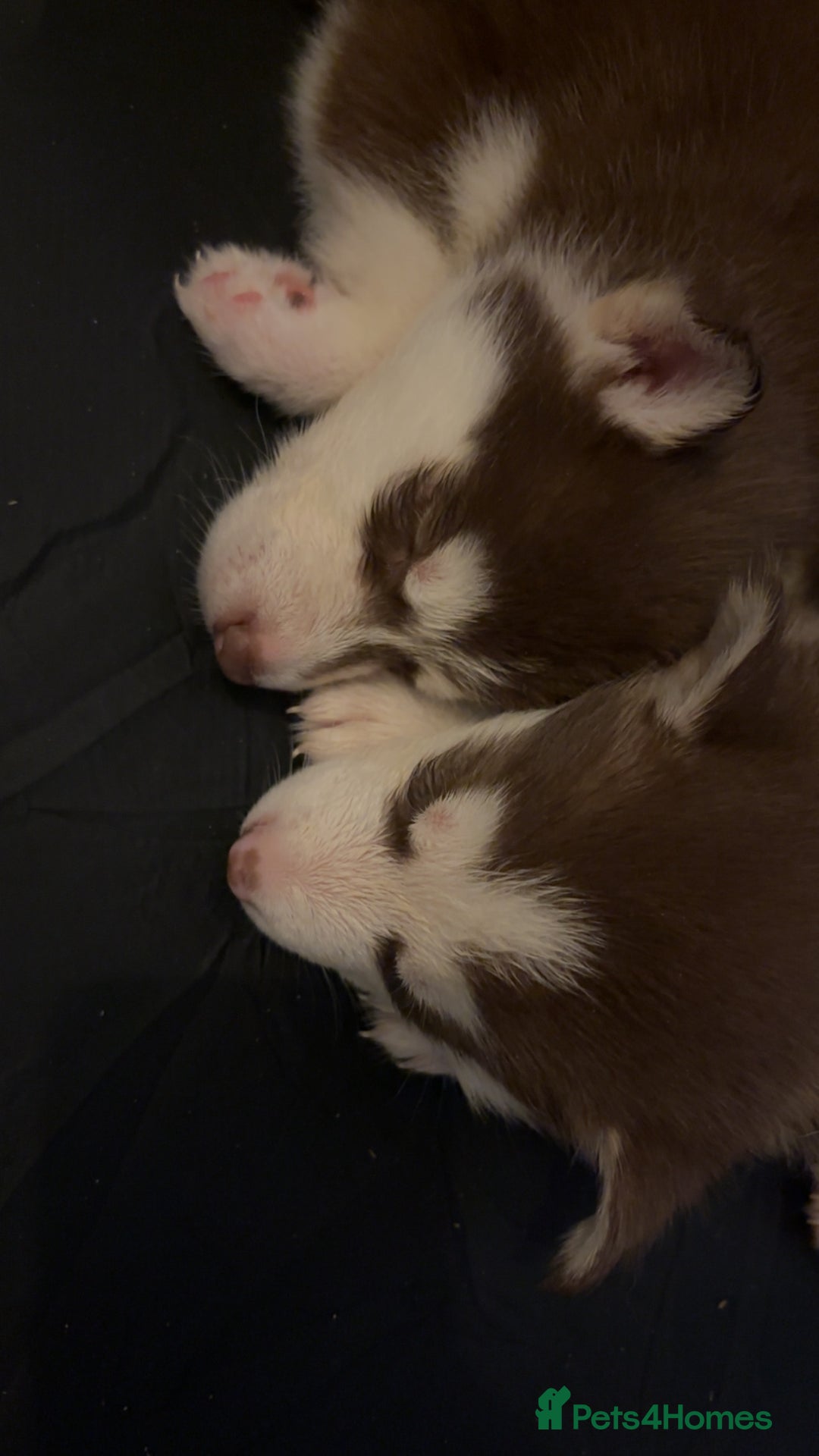 Siberian Husky dogs for sale: Beautiful husky pups 🔥 only 3 male pups left 🔥 - Advert 5