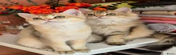 British Longhair cats for sale: British Longhair/Shorthair black golden shaded  - Advert 7