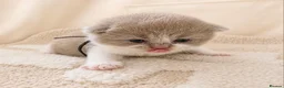 British Shorthair cats for sale: 🏆 CHAMPION SIRED BRITISH SHORTHAIR KITTENS 🏆  - Advert 9