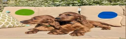Irish Setter dogs for sale: KC registered Irish Setter Puppies  - Advert 24