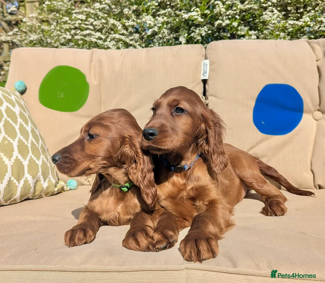 Irish Setter dogs for sale: KC registered Irish Setter Puppies  - Advert 24