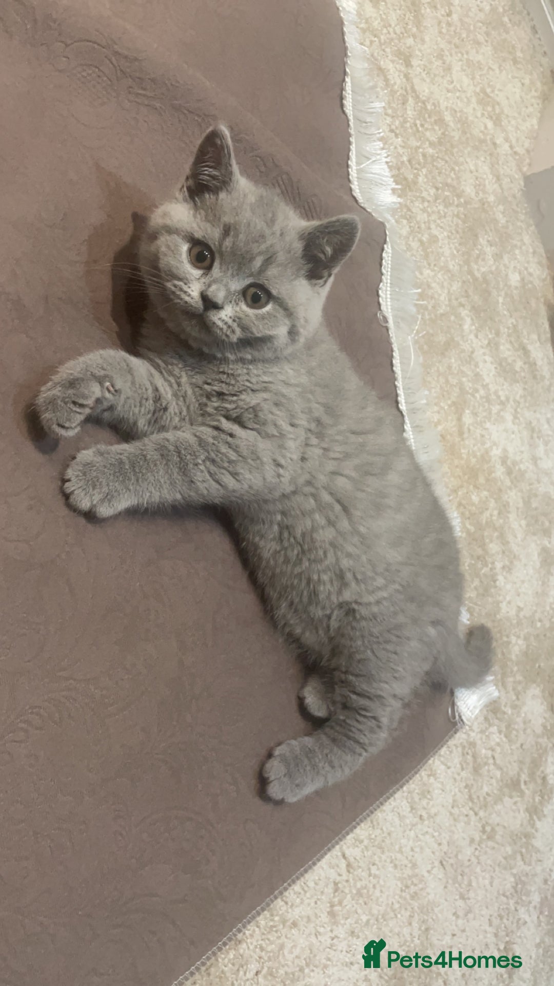 Scottish Fold cats for sale: British shorthair x Scottish fold kittens - Advert 7