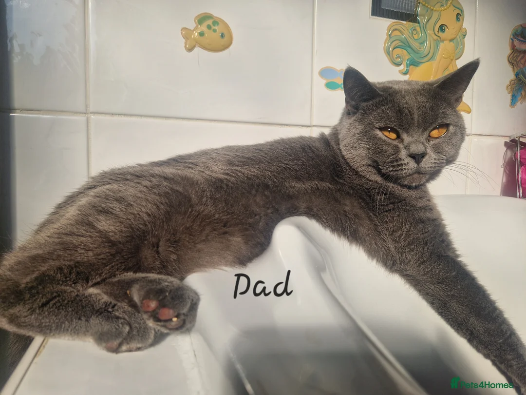 British Shorthair cats for sale: Beautiful 3 British Shorthair Kittens in Livingston - Advert 2