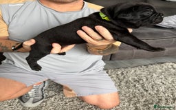Cane Corso dogs for sale: CANE CORSO PUPS - Image 8
