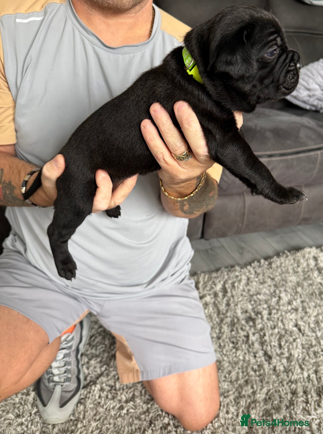 Cane Corso dogs for sale: CANE CORSO PUPS - Image 8