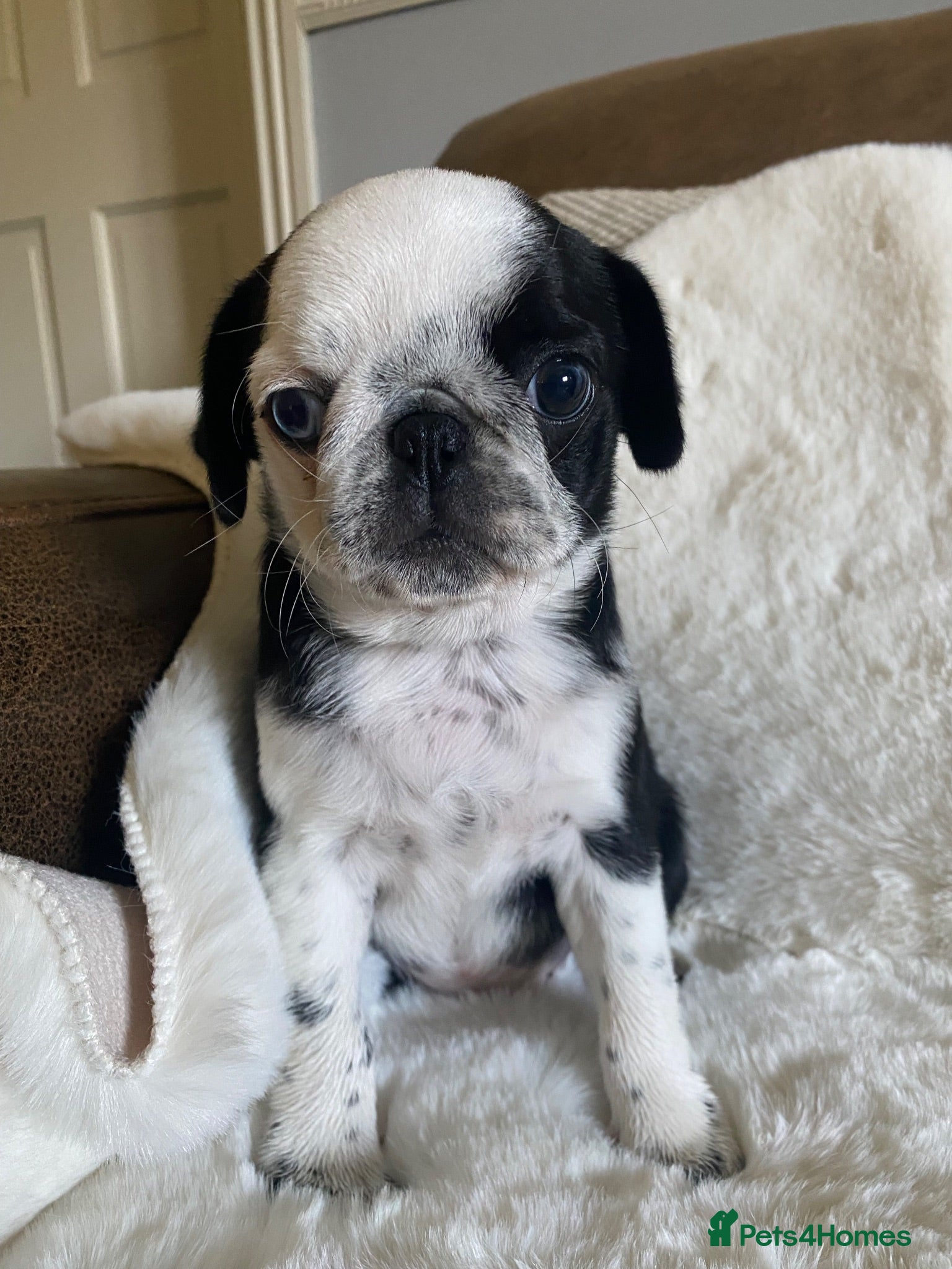 Pug dogs Beautiful panda girl ready to leave now 🐶 - Advert 1