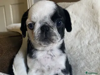 Pug dogs Beautiful panda girl ready to leave now 🐶 - Advert 6