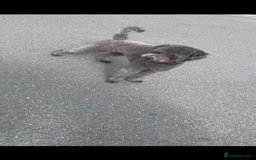 Schnoodle dogs for sale: LAst GIRL REDUCED READY NOW  - Image 13