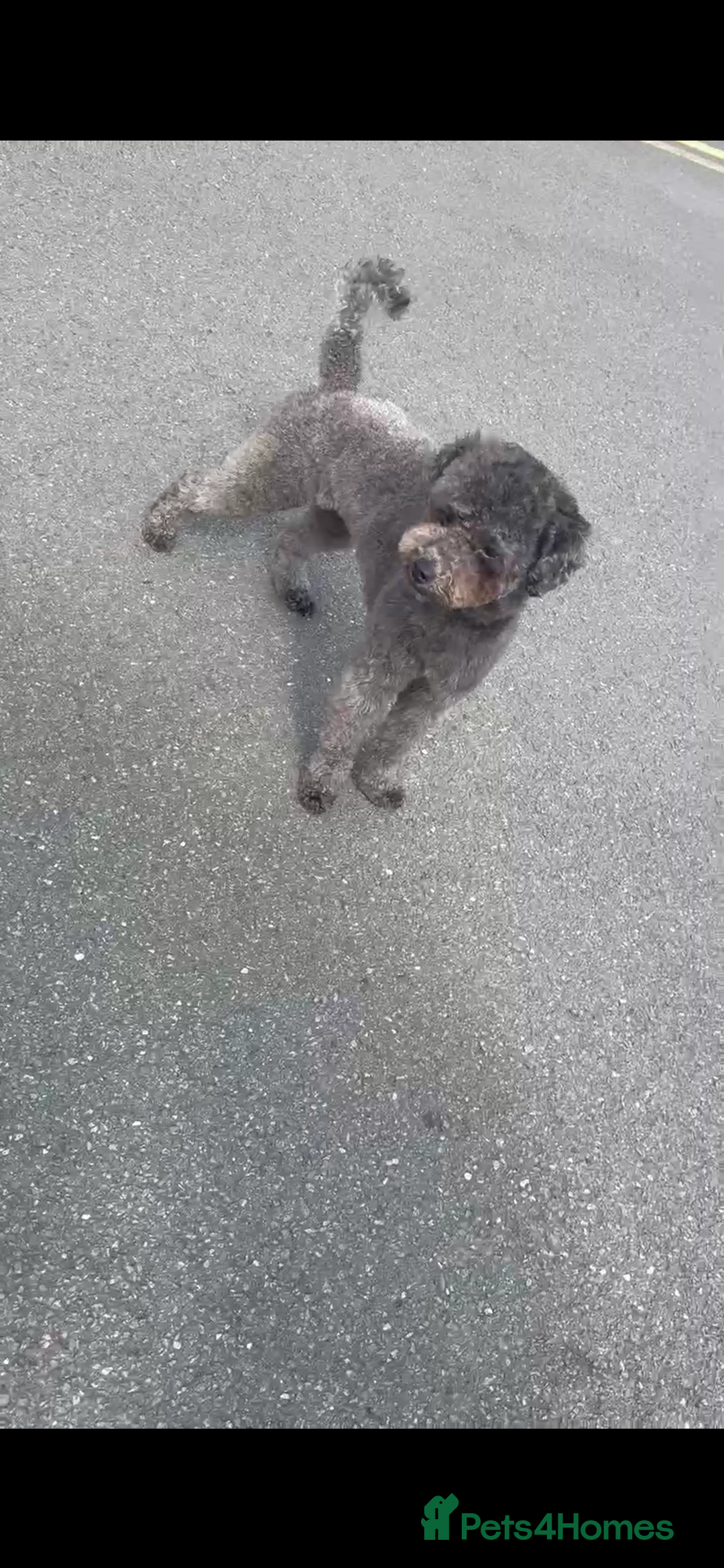 Schnoodle dogs for sale: LAst GIRL REDUCED READY NOW  - Image 13