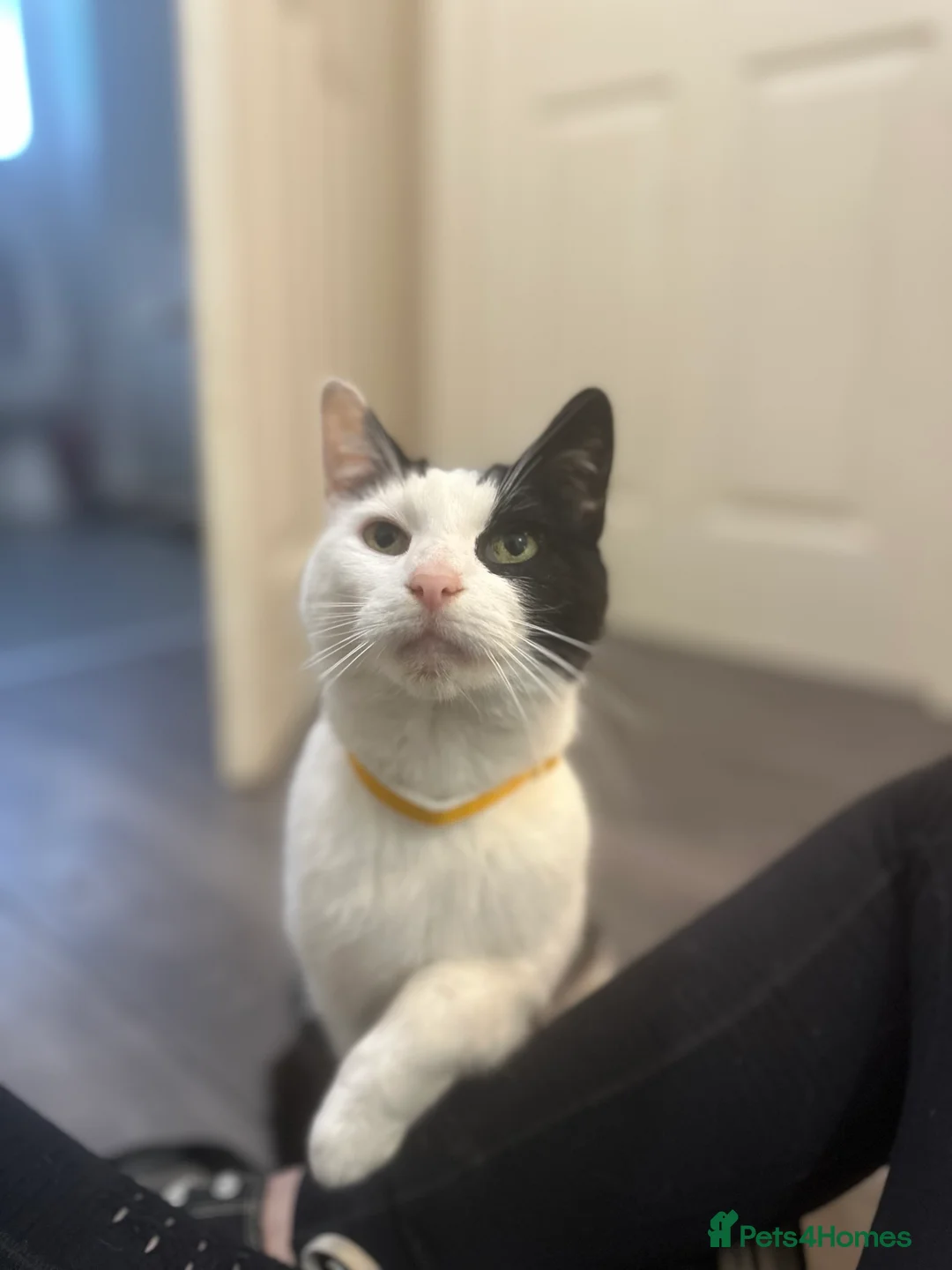 Mixed Breed cats for sale: 4 Year Old Female Cat - Advert 4