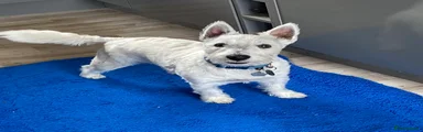 West Highland Terrier Puppy 1