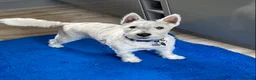West Highland Terrier dogs for sale: WestHighland White Male 10 Months old in Ely - Advert 3