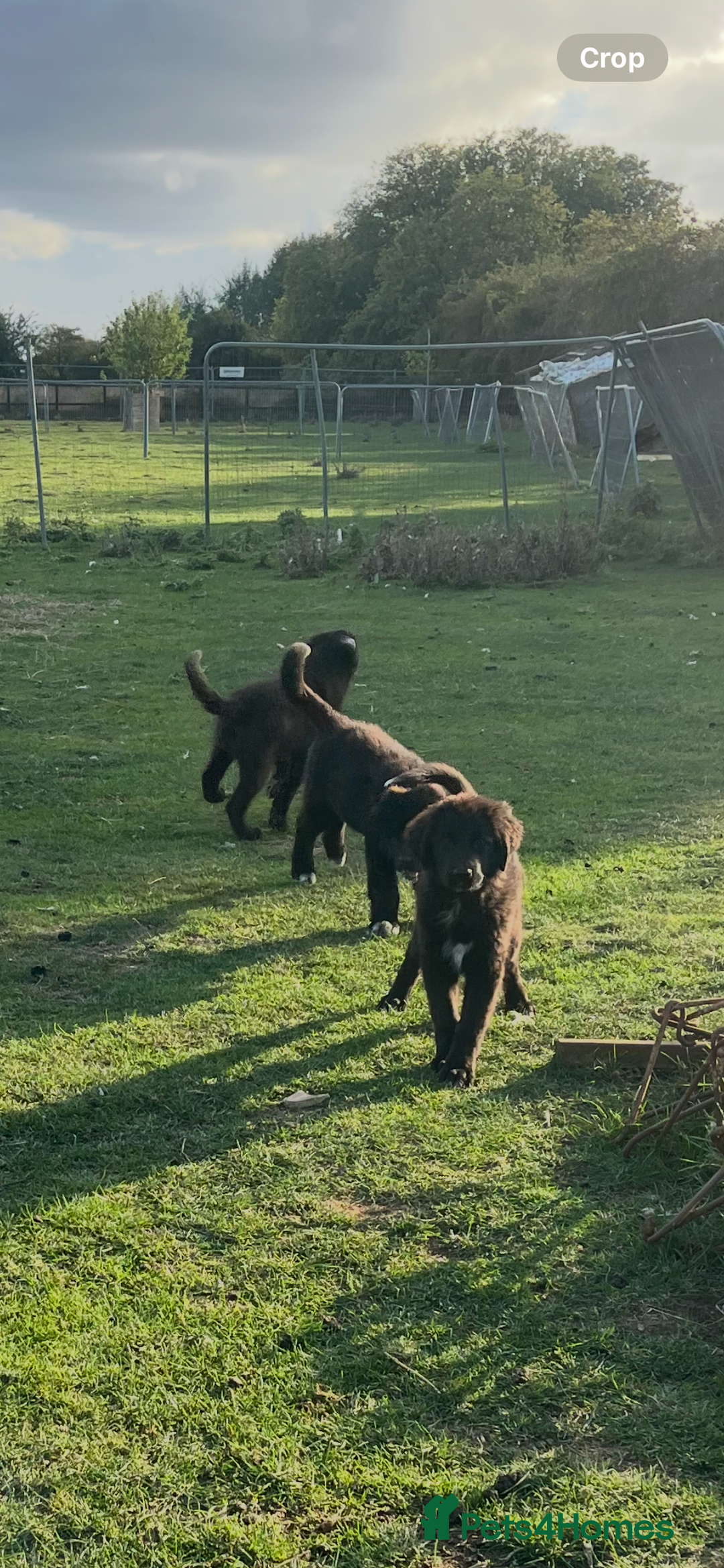 Mixed Breed dogs for sale: Bucovina X Raven  - Image 3