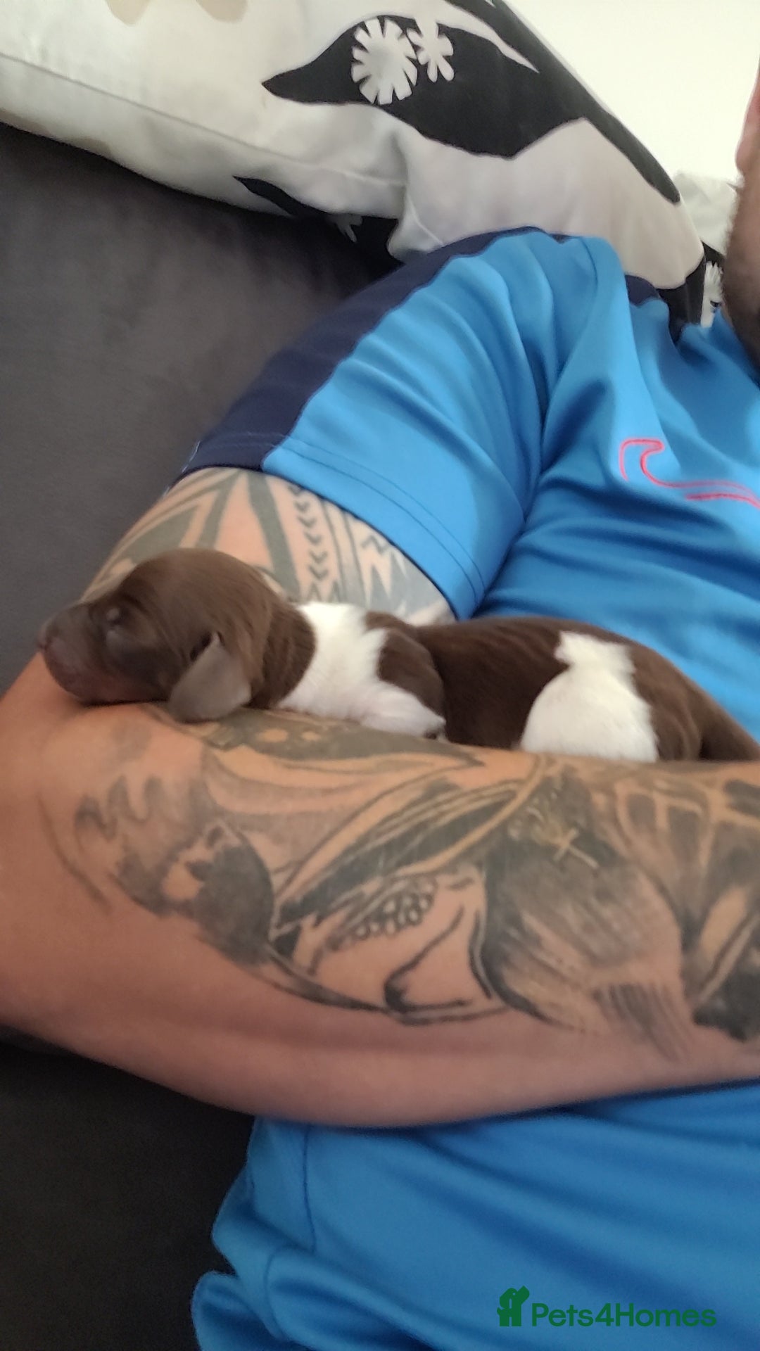Miniature Dachshund dogs for sale: 3 daschund puppies for sale 2 M 1 F - Image 4