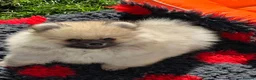 Pomeranian dogs for sale: Beautiful sable girl  - Advert 11