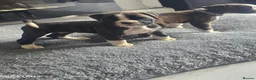 Boxer dogs for sale: Beautiful Kc boxer puppies  - Advert 21