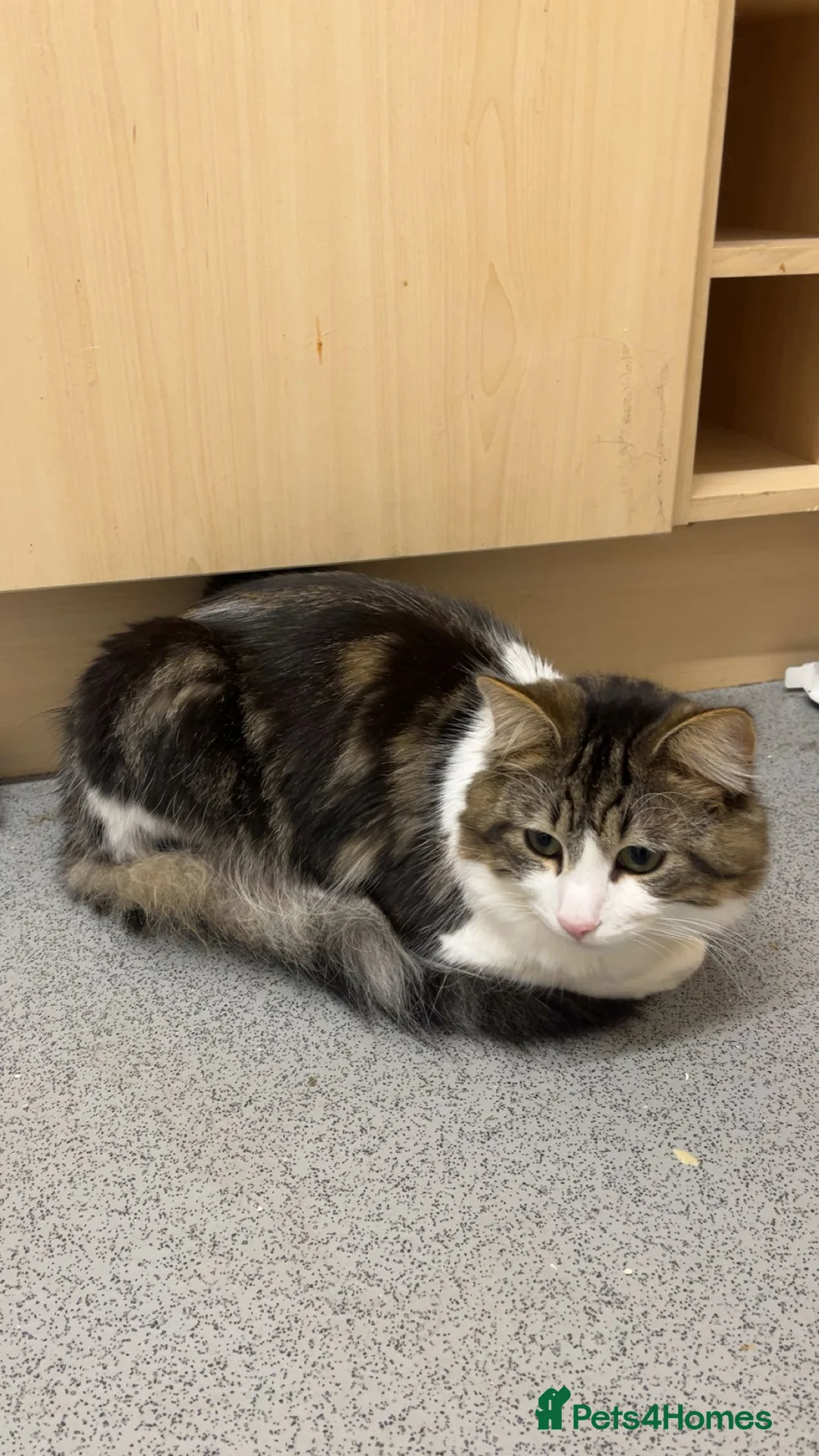 Mixed Breed cats for sale: Patch & bellatrix - Advert 3