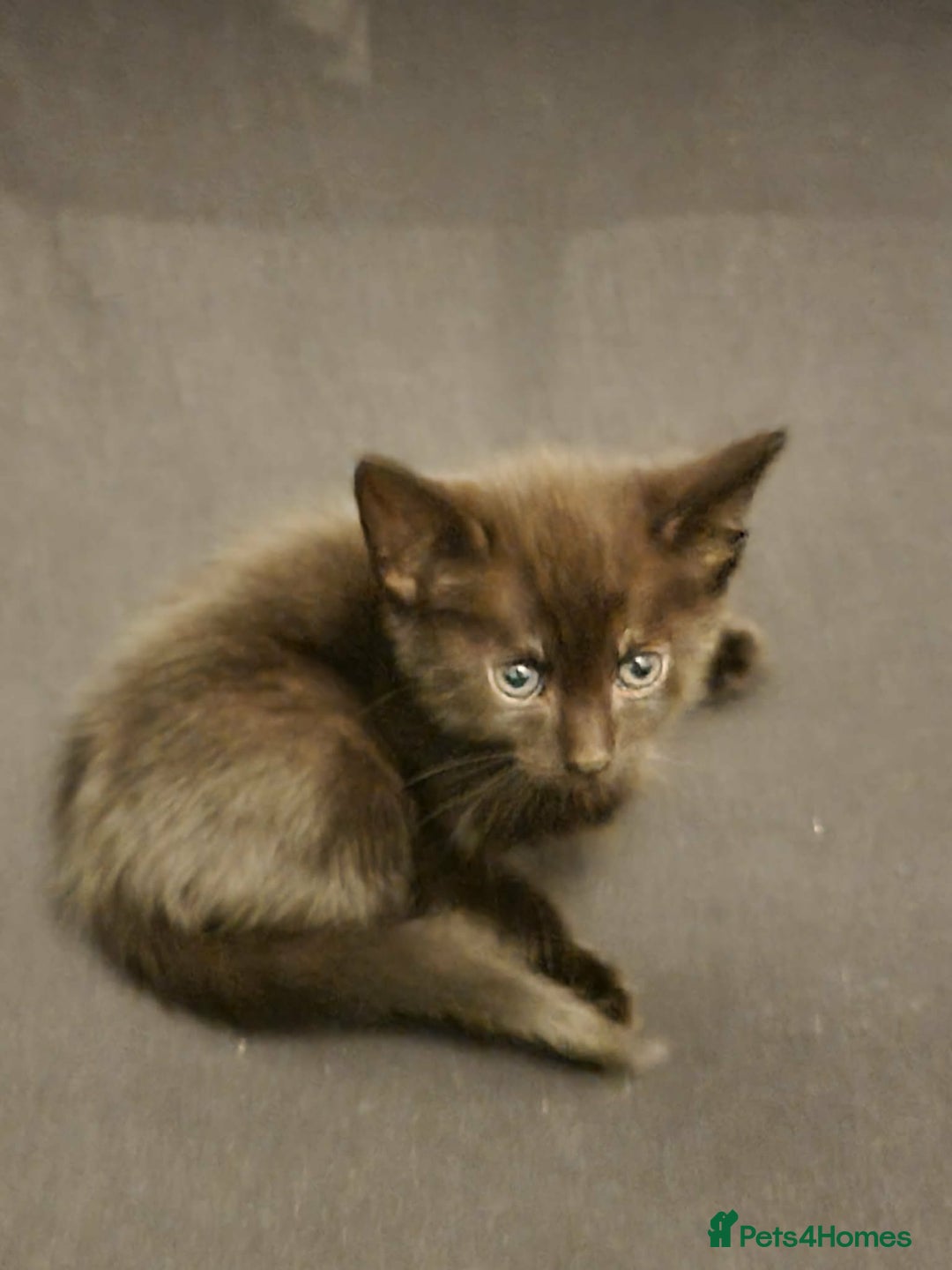Mixed Breed cats for sale: Bangal Cross kittens  - Advert 7