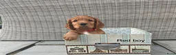 Cocker Spaniel dogs for sale: Hereditary clear working cocker spaniels in Ingatestone - Advert 4
