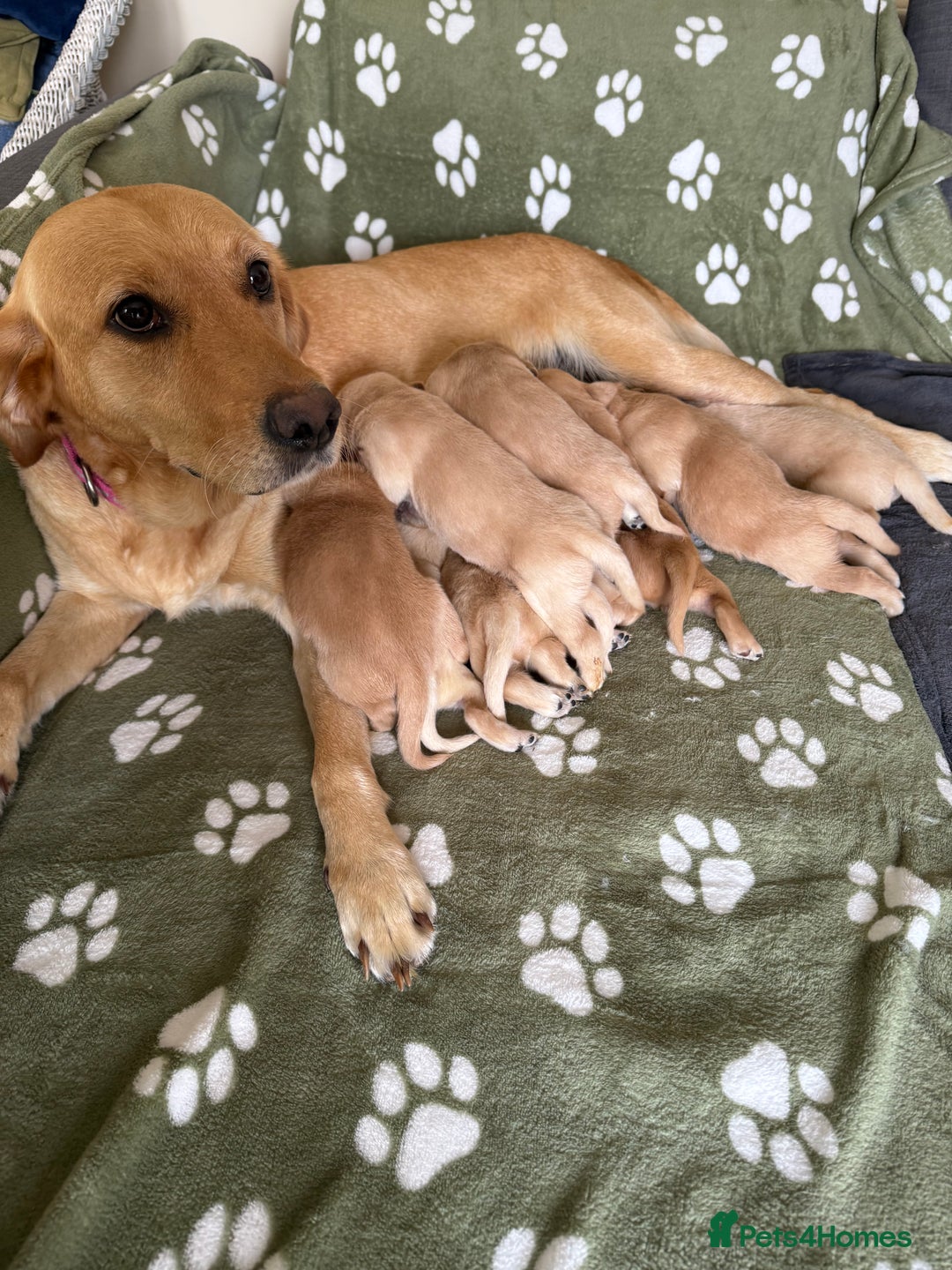 Goldador dogs for sale: 9 gorgeous goldador’s for sale - Image 5