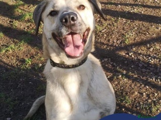 Mixed Breed dogs in Nantwich - Advert 38