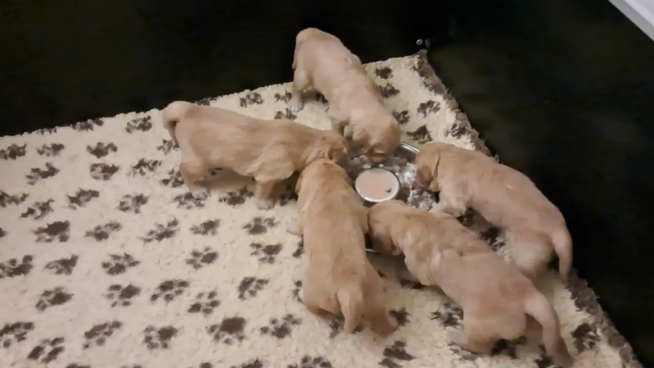 Golden Retriever dogs Golden colour KC reg Golden Retriever pups -1 LEFT - Advert 2
