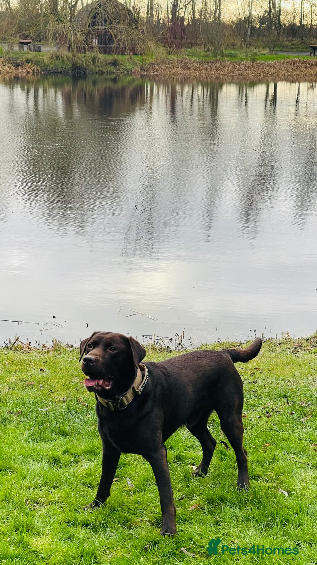 Labrador Retriever dogs for stud: Beautiful KC Reg Chocolate Lab  - Advert 3