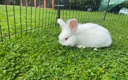 Lionhead rabbits for sale: Baby female rabbit 8 weeks - Image 3