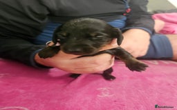 Miniature Dachshund dogs for sale: Miniature dashunds  - Image 3