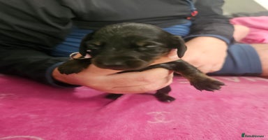 Miniature Dachshund dogs - Advert 5