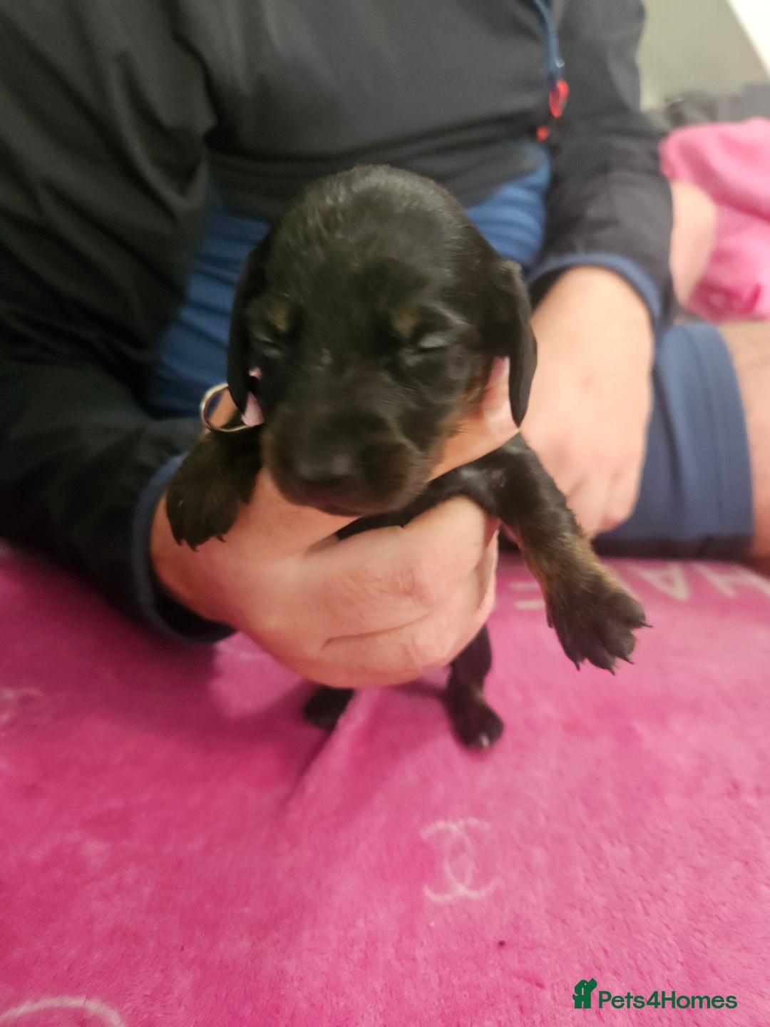 Miniature Dachshund dogs for sale: Miniature dashunds  - Image 3