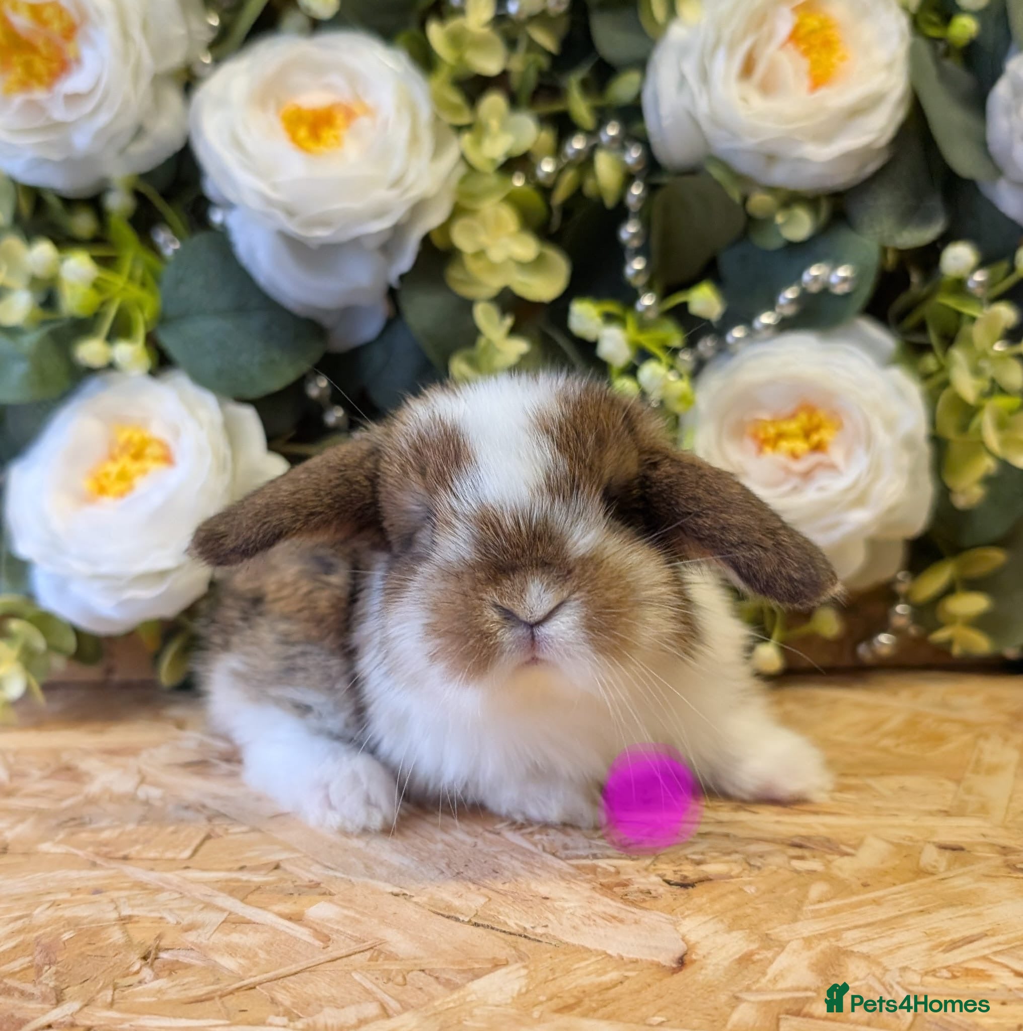 Mini Lop rabbits Mini lops ( Est since 2014 )  - Advert 9