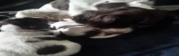 English Springer Spaniel dogs for sale: 2 beautiful ESS male puppies  - Advert 5